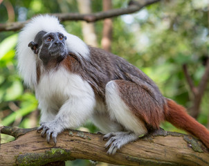 Cotton-top Tamarin Monkey. 	The cotton-top tamarin is a small monkey weighing less than 0.5 kg (1.1 lb). This Monkey can live up to 24 years old, but most of them die at 13 years old. One of the small