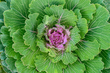Decorative cabbage in garden. Selective focus.