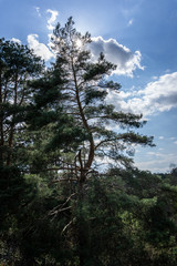 pine tree in the forest in front of blue sky