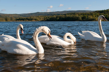 white swans on an autumn lake on a sunny day
