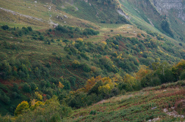 Colourfull trees in the mountains in Sochi, Russia