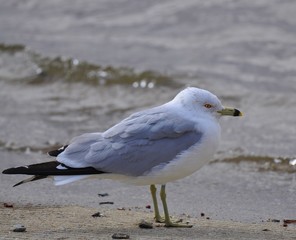 Ring-Billed gull