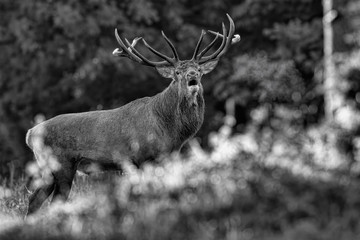 Red deer bellow at sunrise (Cervus elaphus)