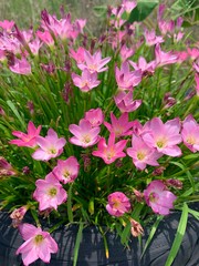 Pink rain lily flowers in bloom . Also known as Cuban zephyrlily or rose fairy lily