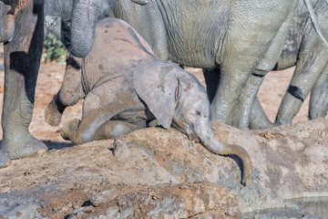 Obraz premium An african elephant calf lying down, trying to drink water