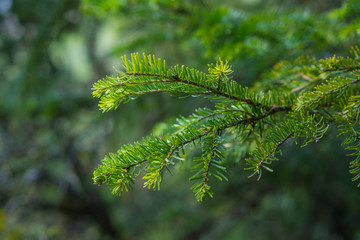 green branch of a tree
