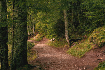 path in the forest