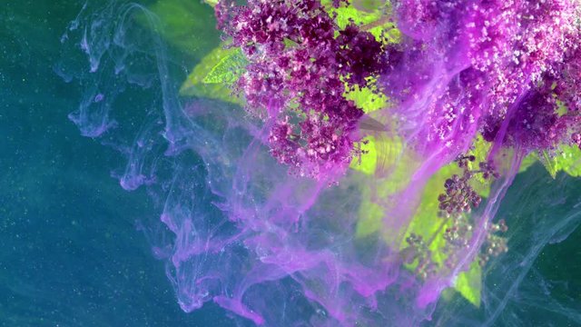 Japanese spirea (Spiraea japonica). Acrylic colors and ink in water.