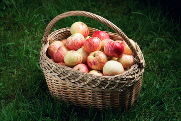 Straw basket full of fresh ripe apples stands on the green grass in the dark lit by the light beam....