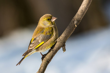 Bird European greenfinch (Chloris chloris)