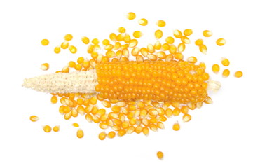 Cob of corn, with corn kernels for popcorn isolated on white background, top view