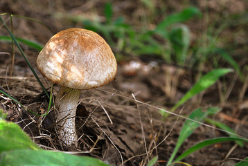 mushroom in the forest. brown cap boletus. beautiful nature macro picture background with free copy space in the right. eatable natural organic plants