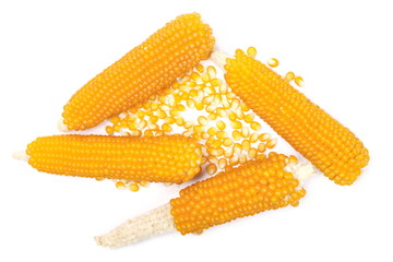 Cobs of corn, with corn kernels for popcorn isolated on white background, top view