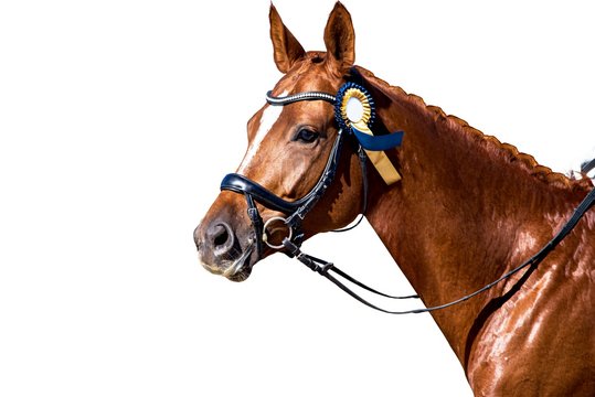 Horse Portrait . Arab racer . on a white background.Champion horses 