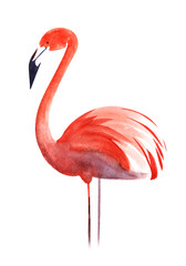 Red pink flamingo. On thin legs strings. Black beak eye dot. Stylized bird. Hand drawn decorative watercolor illustration. Isolated on a white background