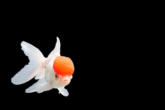 Lionhead Goldfish or Ranchu goldfish, red head, white body