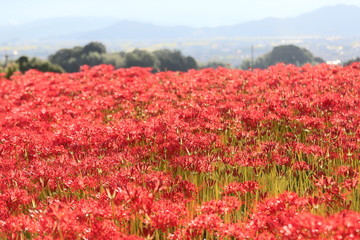 奈良　彼岸花ロード