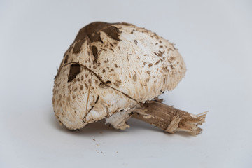 Seta Macrolepiota Procera aislada sobre fondo blanco.