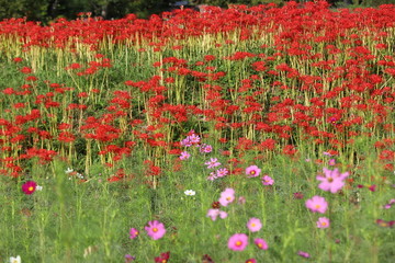 奈良　彼岸花ロード