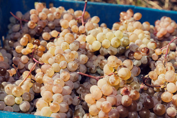 Crate full of grapes. Close up of amber grapes. Selective focus