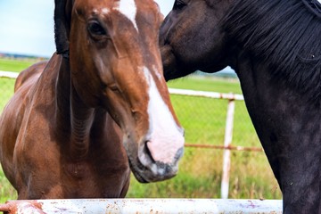 Two horses embracing in friendship . The Thoroughbred