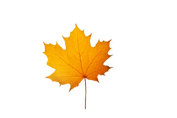 Yellow maple canadian leaf isolaed on white