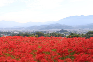 奈良　彼岸花ロード