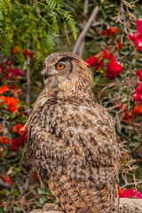 Close-up portrait of Bald Eagle (Haliaeetus leucocephalus) head
