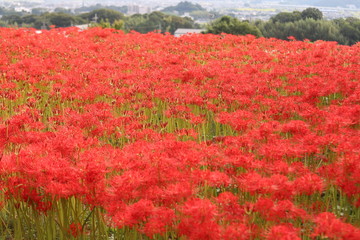 奈良　彼岸花ロード