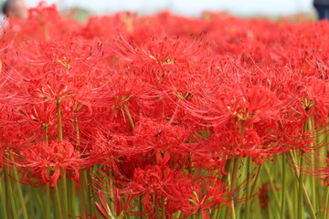 奈良　彼岸花ロード