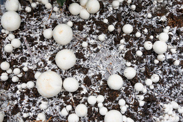 Top view of cultivated champignons in the soil. Home farm, organic food production