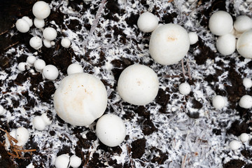 Growing organic champignons on special soil at home. Top view