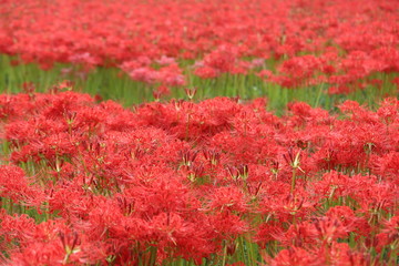 奈良　彼岸花ロード