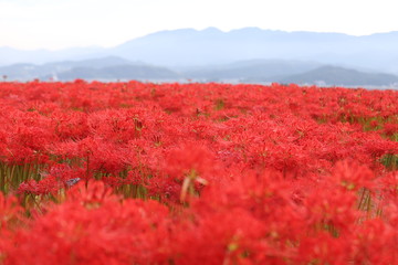 奈良　彼岸花ロード