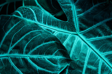 Textured surface of Alocasia amazonica green leaf closeup, modern natural background