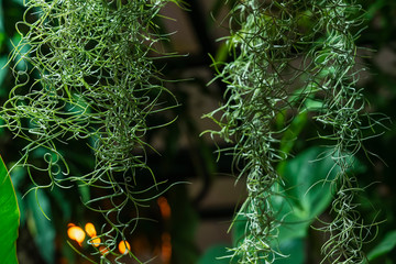 Hanging exotic spiral plant on the background of tropical plants. Natural green background