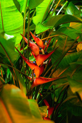 Bright red heliconia flower in green leaves, exotic bright colorful background