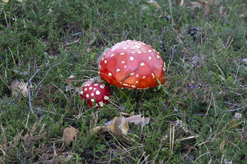 two red poisonous mushrooms