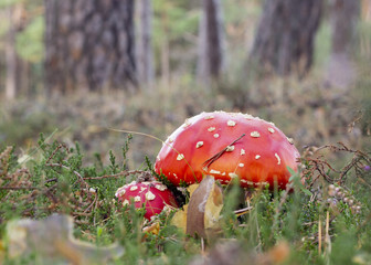 two red mushrooms among the fallen leaves