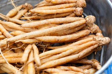 Thai fingerroot, very important herb for Thai cuisine.