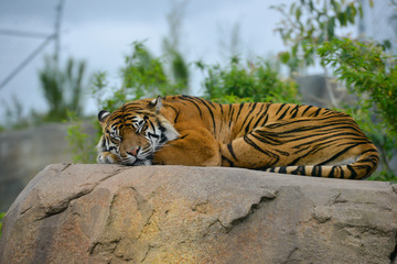 Beautiful large tiger relaxing on a warm rock on a sunny day.