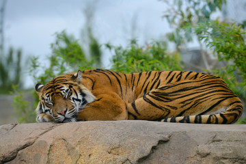 Large beautiful tiger lying on rock in sunshine snoozing.