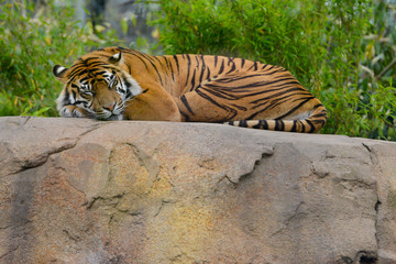 Fototapeta na wymiar Beautiful stirey tiger lies facing the camera sleeping in the sunshine on a warm rock.