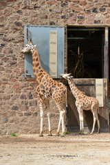 Small young giraffe stands behind its mother appearing to be measuring its height against hers.