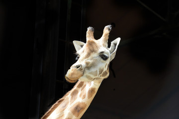 Giraffe head shot set against a black background