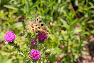 Beautiful yellow butterfly on purple flower on green background. Spring season. collects nectar from a blooming thistle.