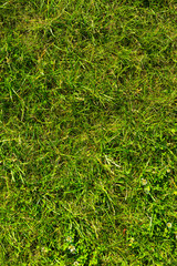 Close-up of lush green grass growing on ground