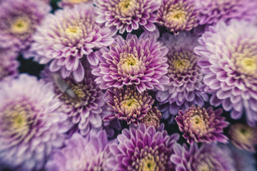 Obraz premium Delicate pink autumn chrysanthemums, holiday card. Blooming autumn garden
