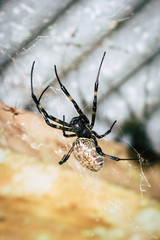 A black and brown colour spider is photographed close up, macro picture,Natural background,spider and spider web. Spiders are creating spider webs.