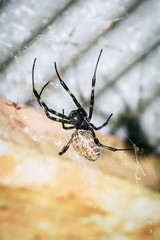 A black and brown colour spider is photographed close up, macro picture,Natural background,spider and spider web. Spiders are creating spider webs.